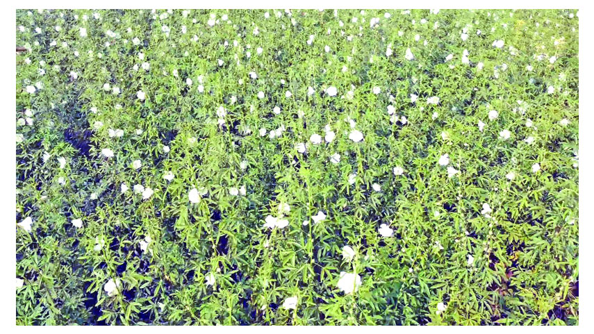 পাটবীজের গ্রাম